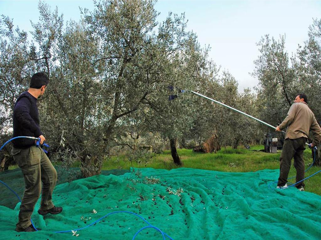 Agriturismo Borgo Dell'Aschetto Marina di Cerveteri 客房 照片